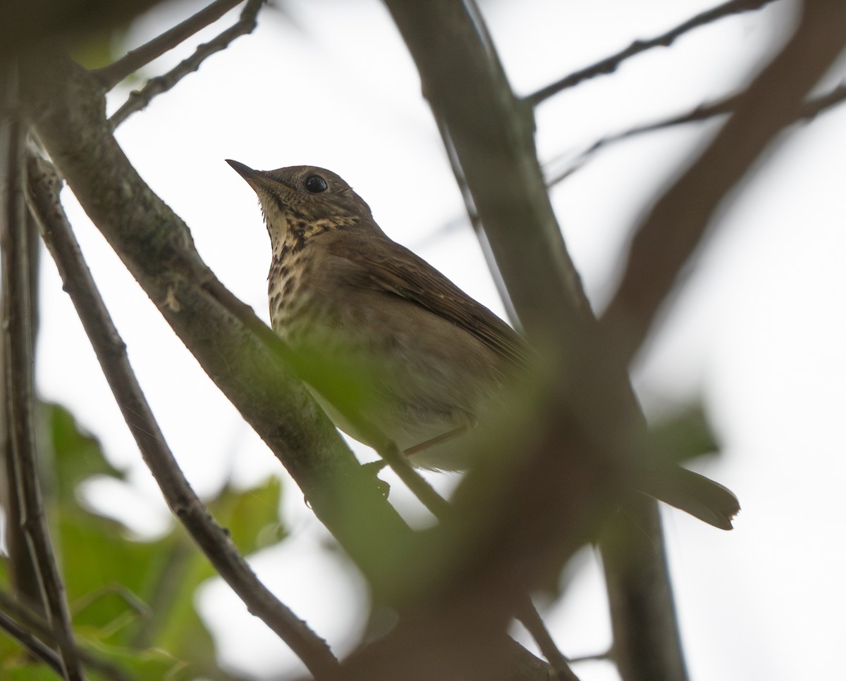 Gray-cheeked Thrush - ML624236420