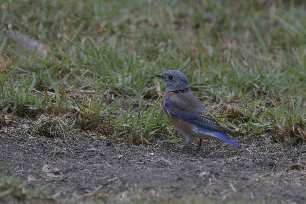 Western Bluebird - ML624236426