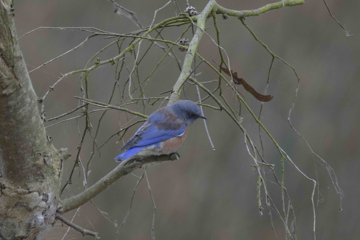 Western Bluebird - ML624236427