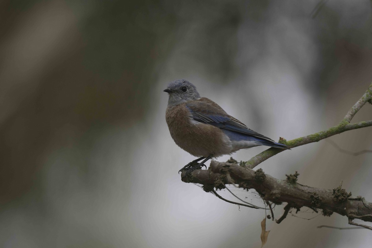 Western Bluebird - ML624236428