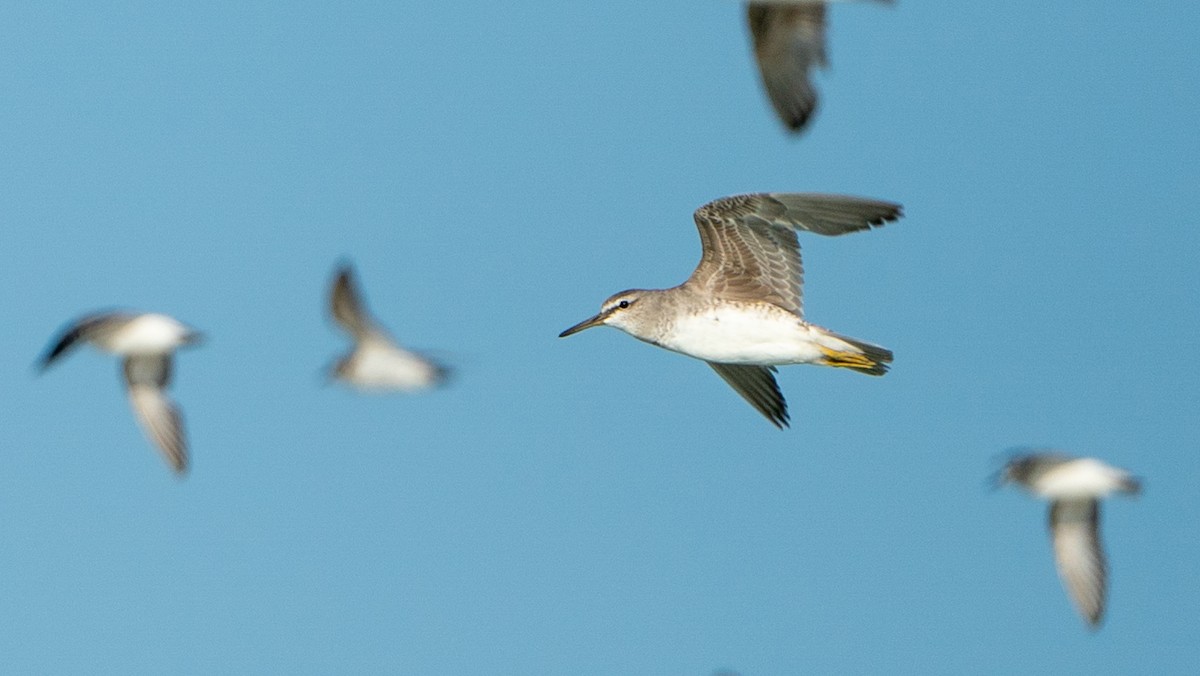 Gray-tailed Tattler - ML624236452