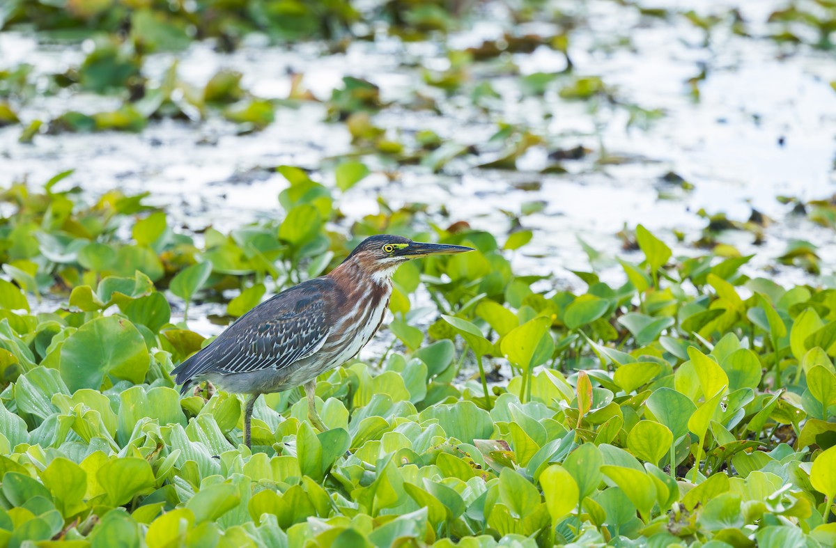 Green Heron - ML624236457