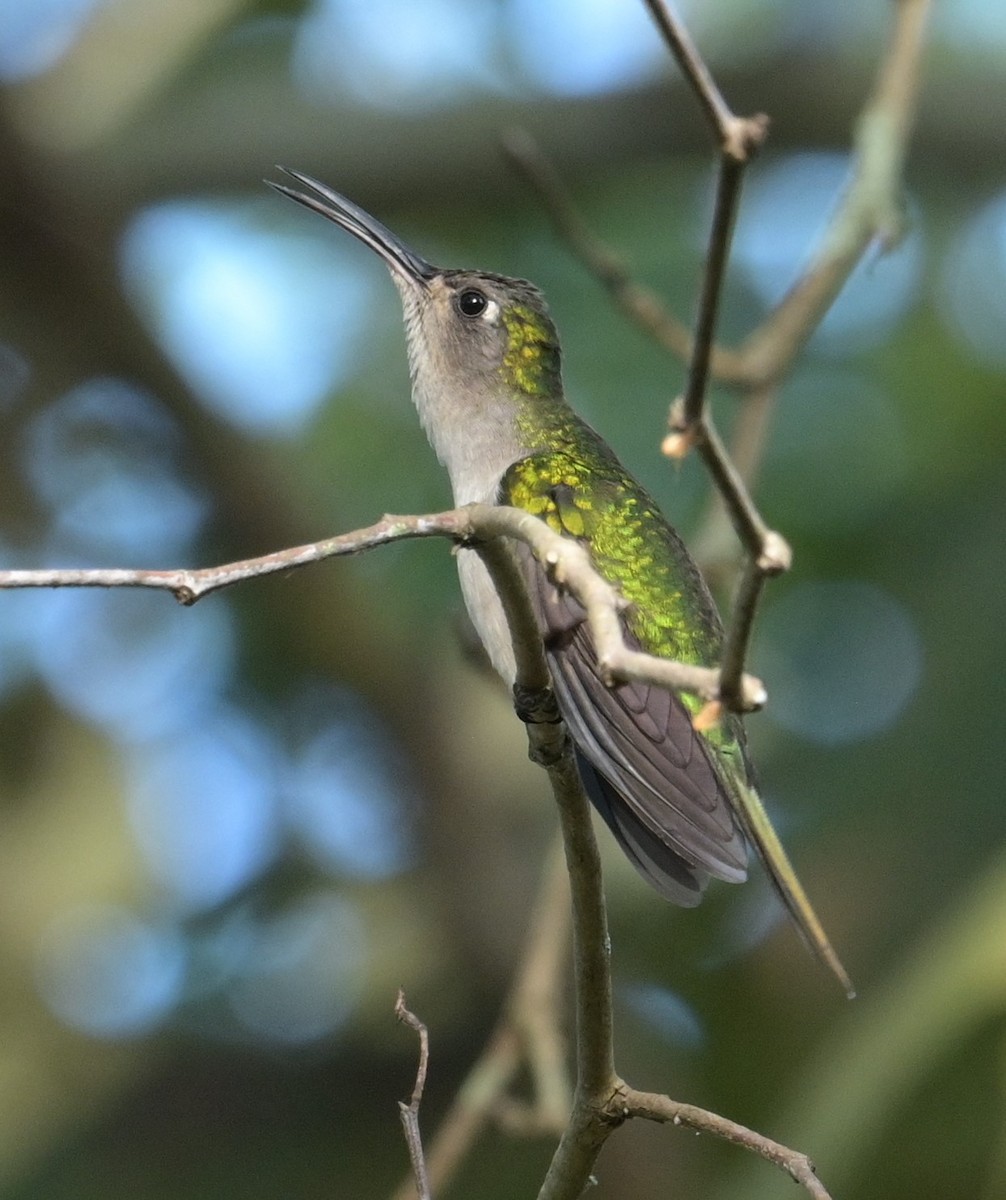 Wedge-tailed Sabrewing (Curve-winged) - ML624236464