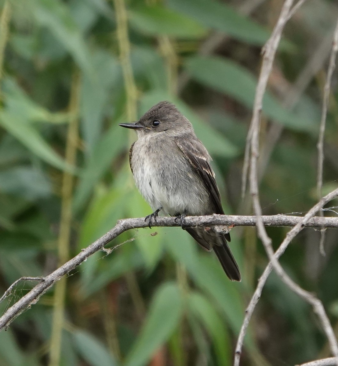 Western Wood-Pewee - ML624236483