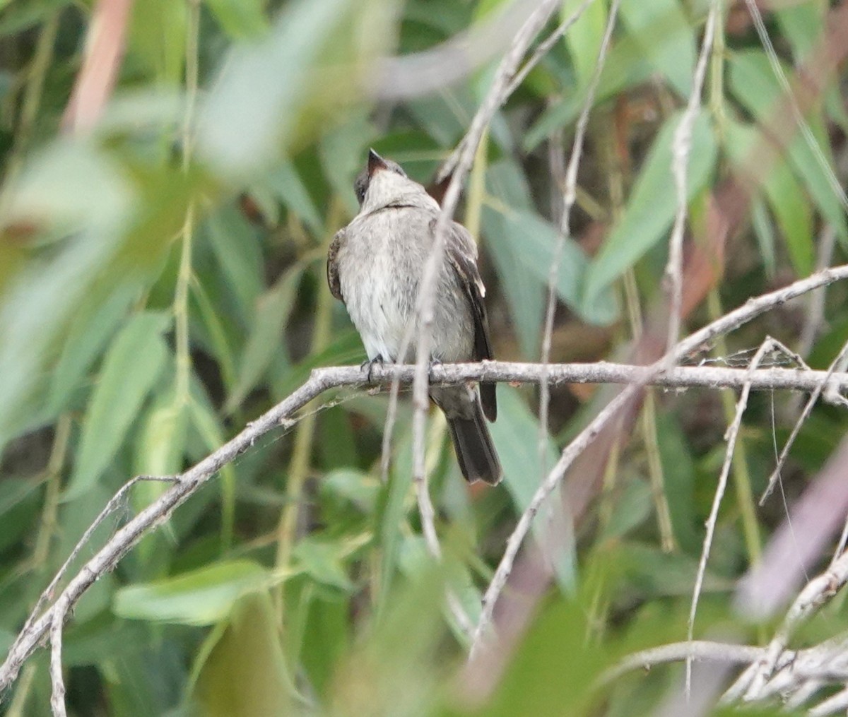 Western Wood-Pewee - ML624236484