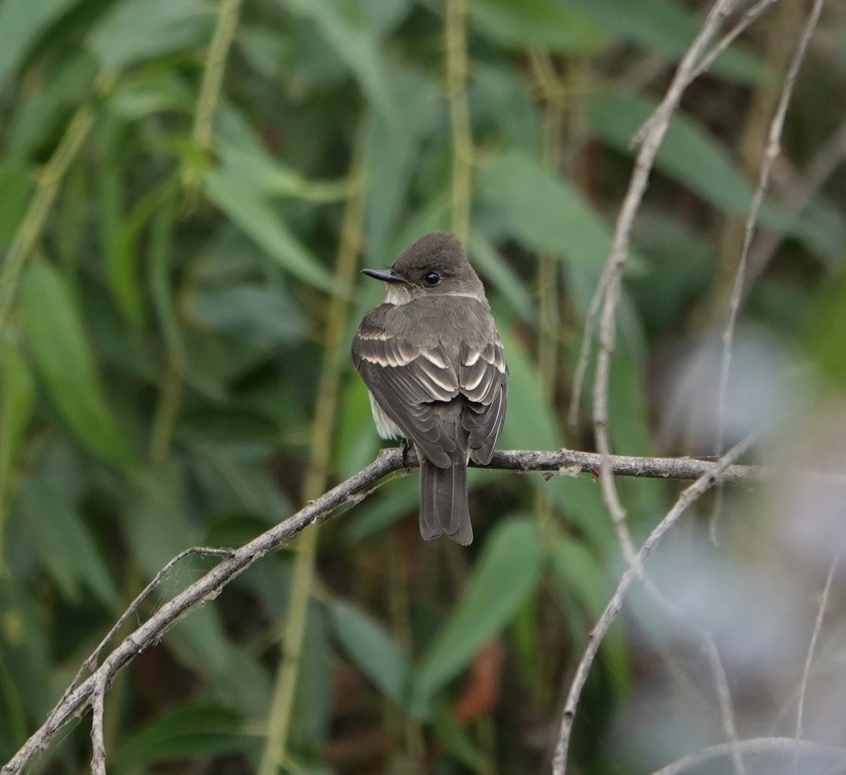 Western Wood-Pewee - ML624236485