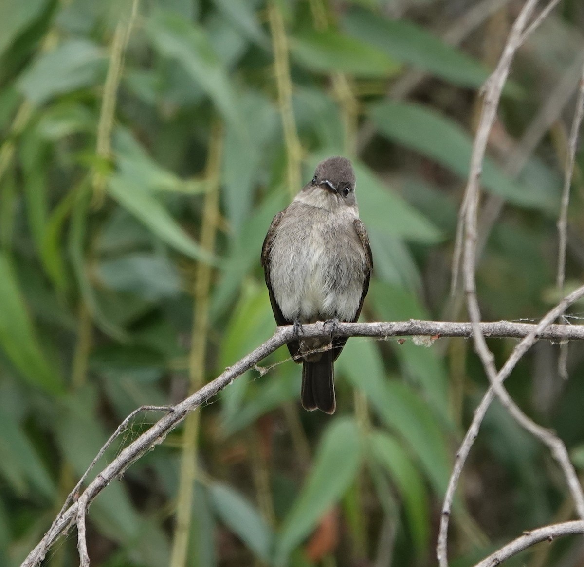 Western Wood-Pewee - ML624236486