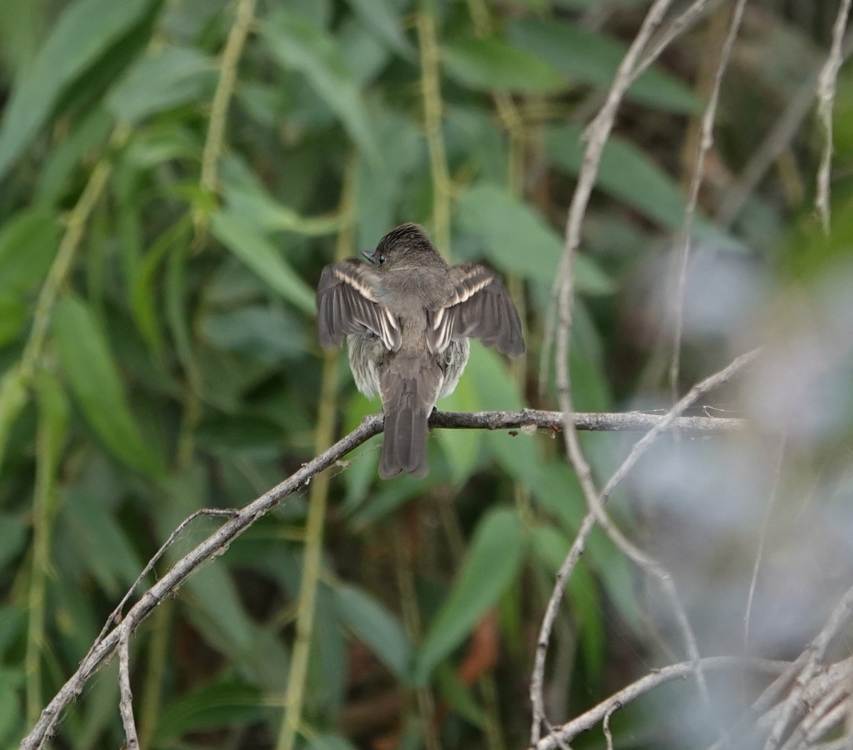 Western Wood-Pewee - ML624236487