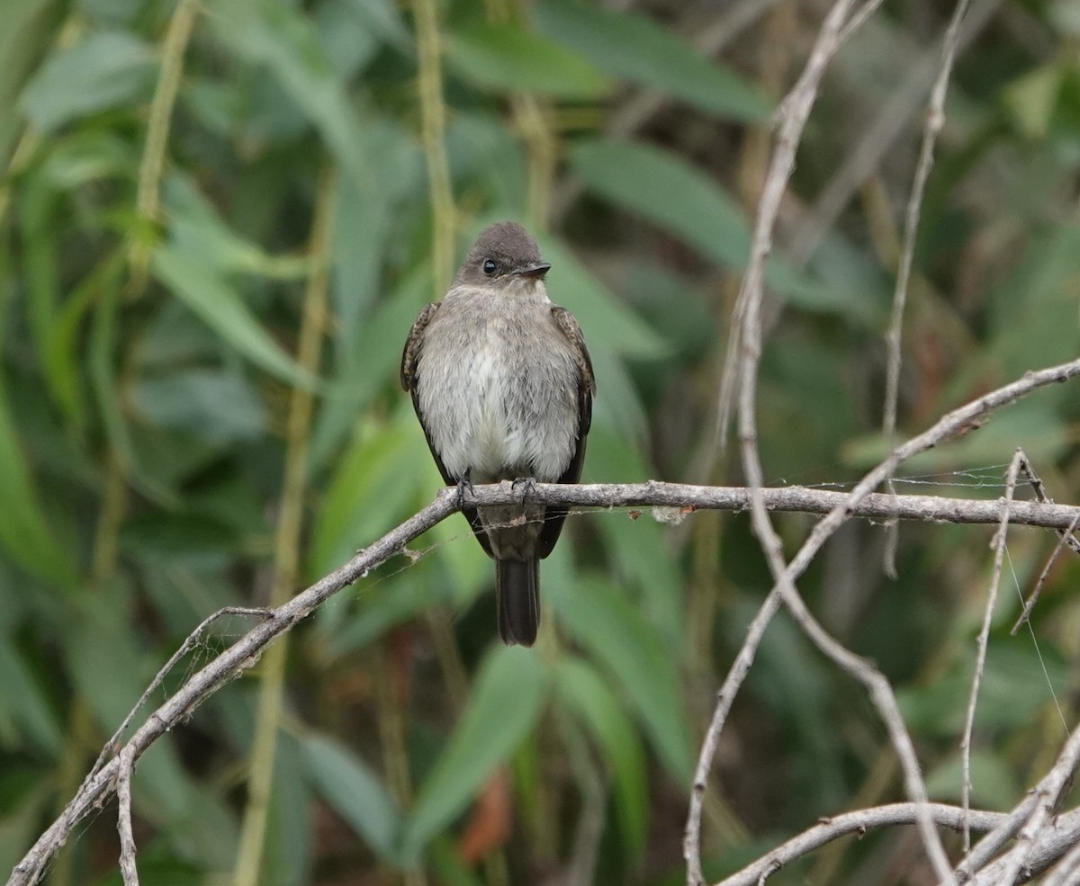 Western Wood-Pewee - ML624236488