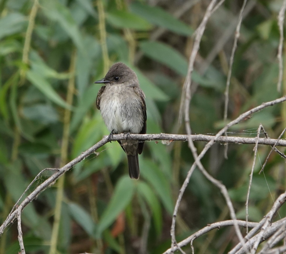 Western Wood-Pewee - ML624236489