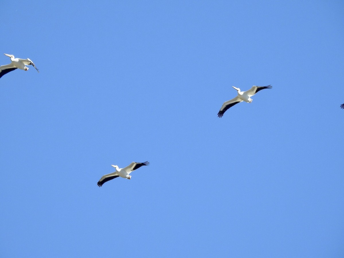 American White Pelican - ML624236604