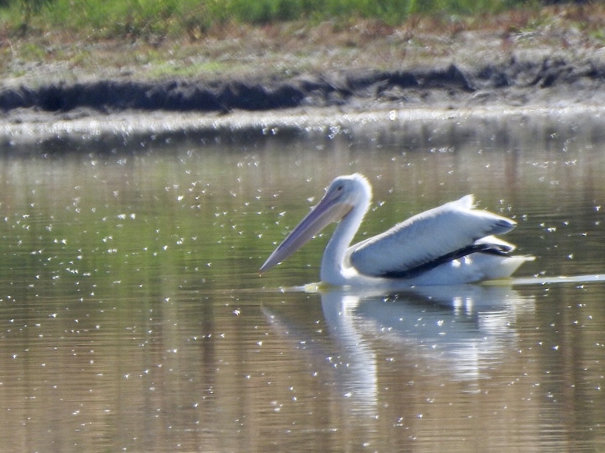 American White Pelican - Anita Hooker