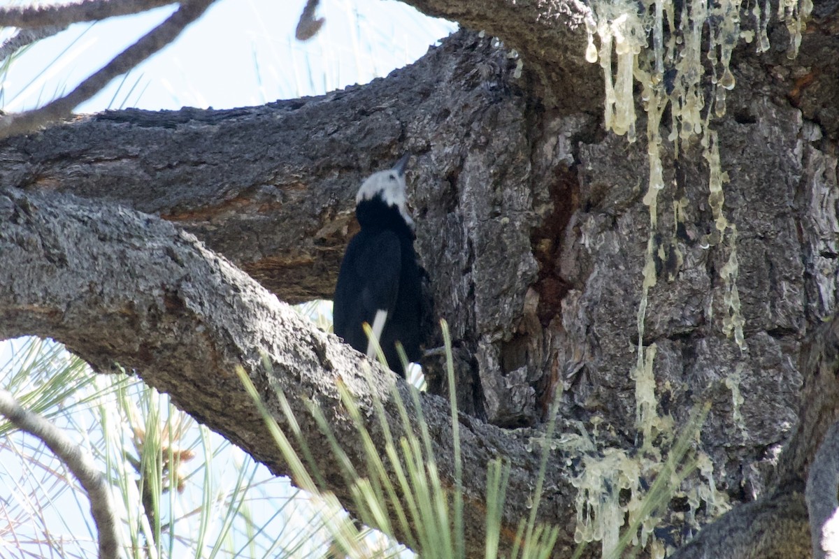 White-headed Woodpecker - Curtis Higgins