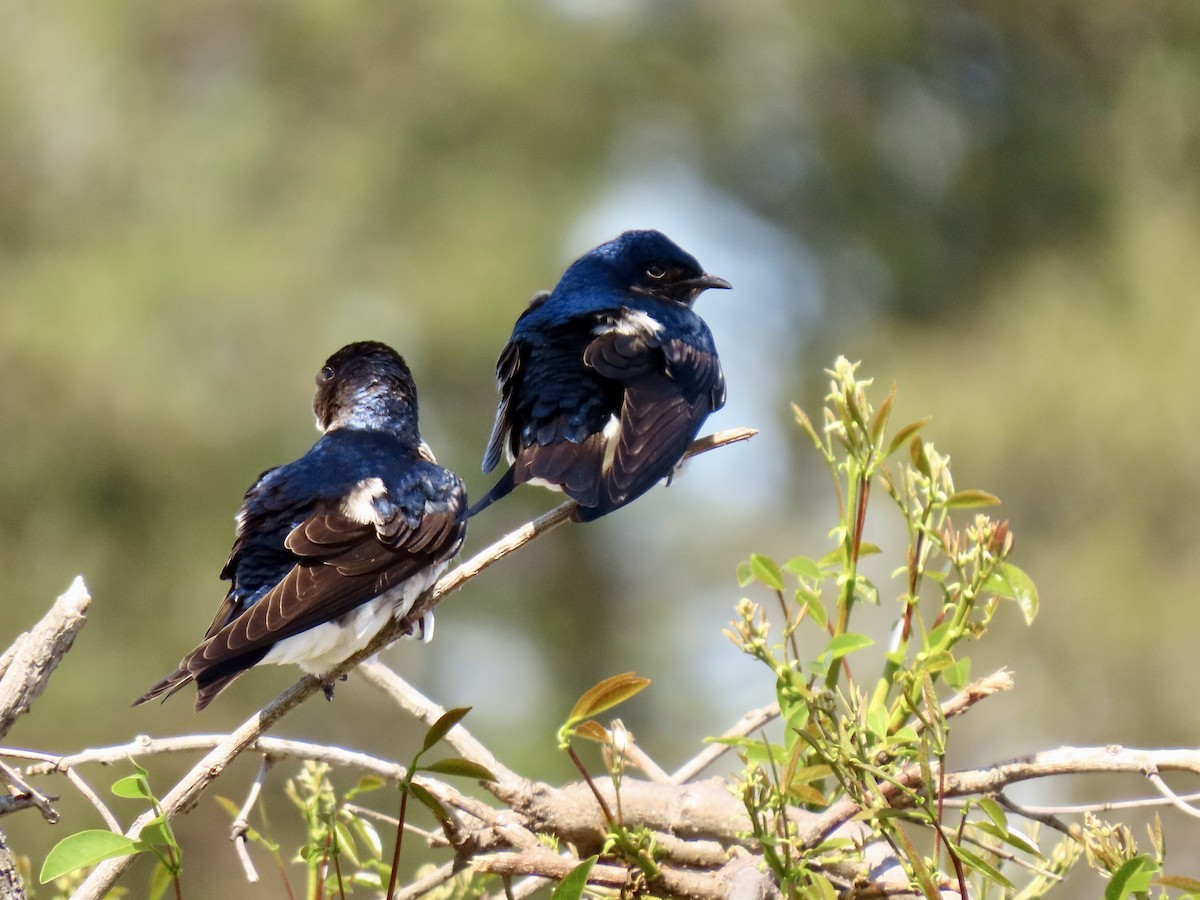 Gray-breasted Martin - ML624236643