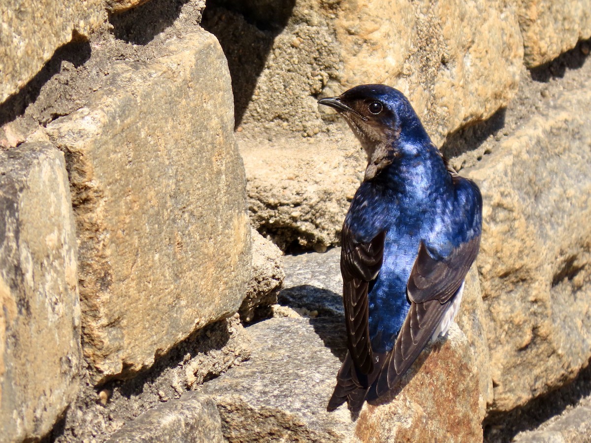 Gray-breasted Martin - ML624236644