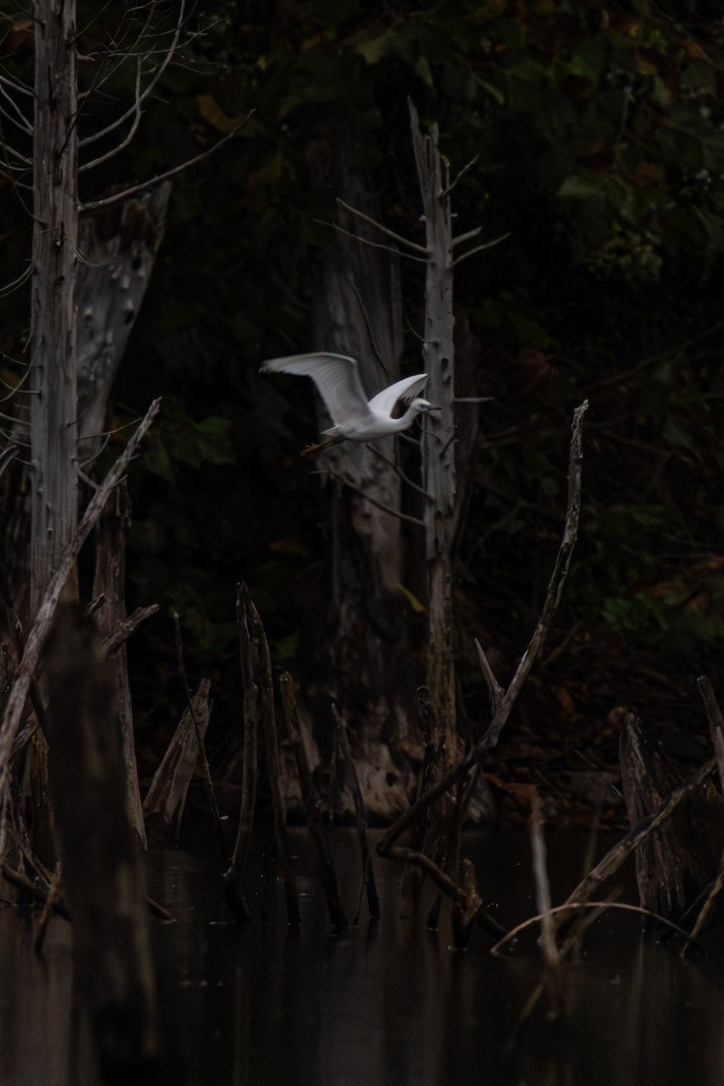 Little Blue Heron - ML624236655