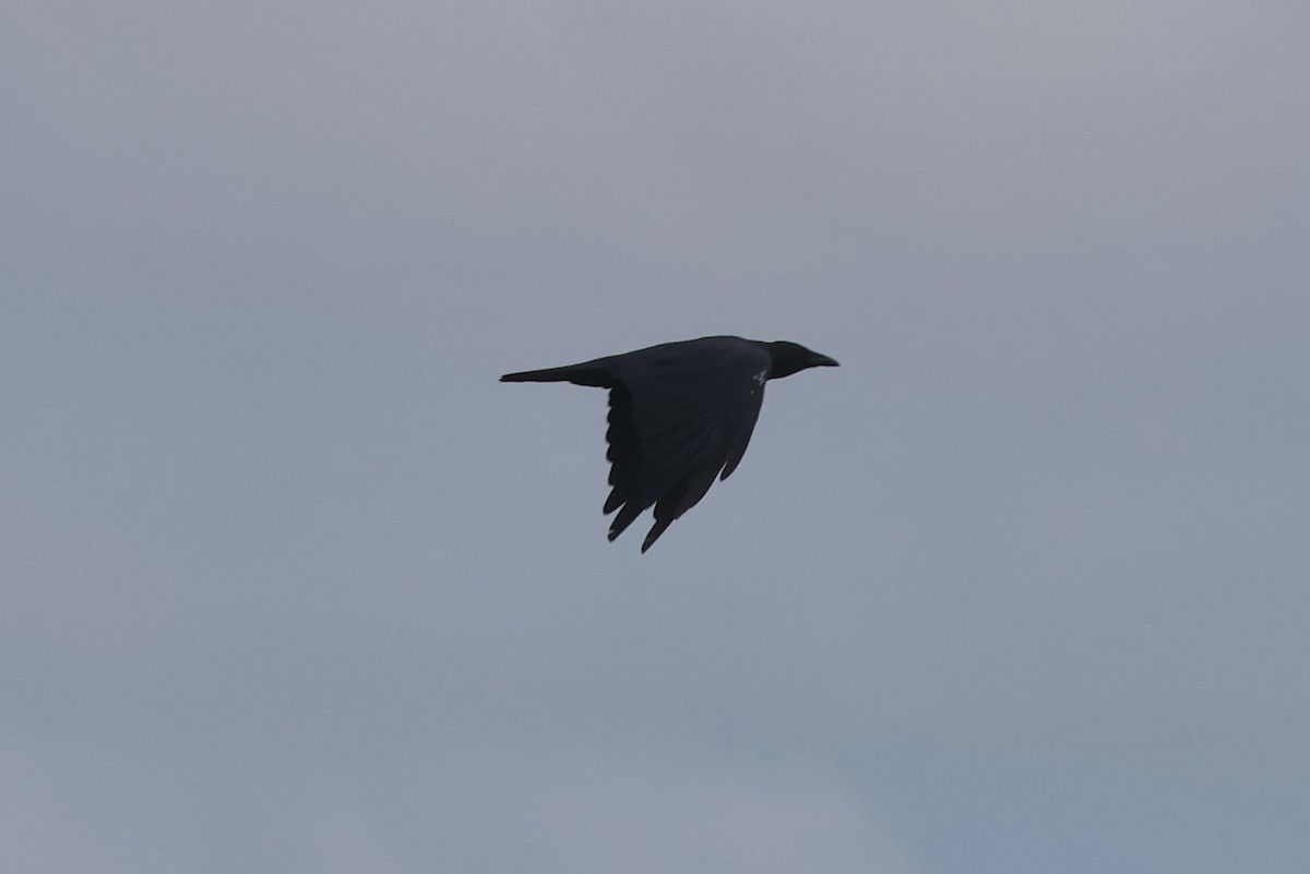 Fish Crow - ML624236657