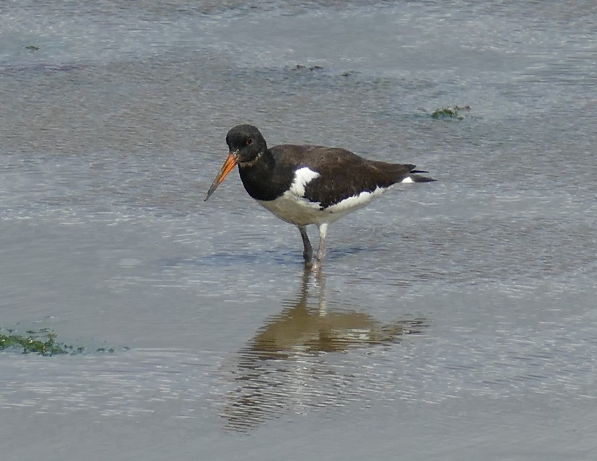 Eurasian Oystercatcher - Gordon Saunders