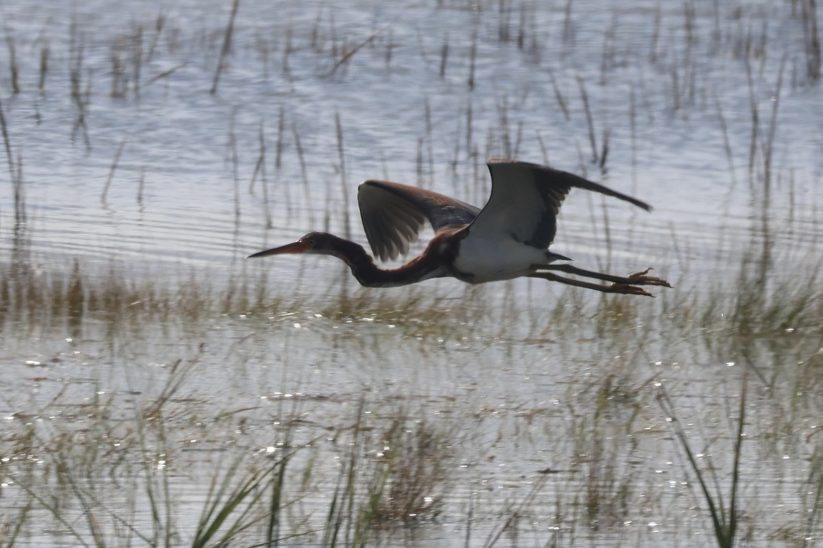 Tricolored Heron - ML624236719