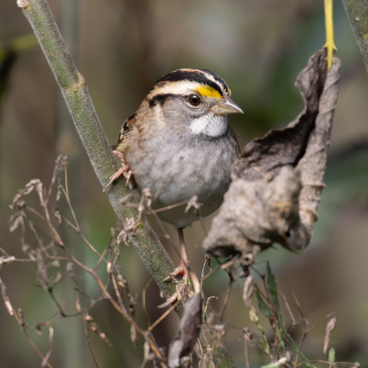 White-throated Sparrow - Colin Clasen