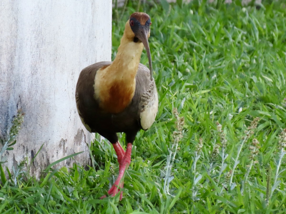 Bare-faced Ibis - ML624236721