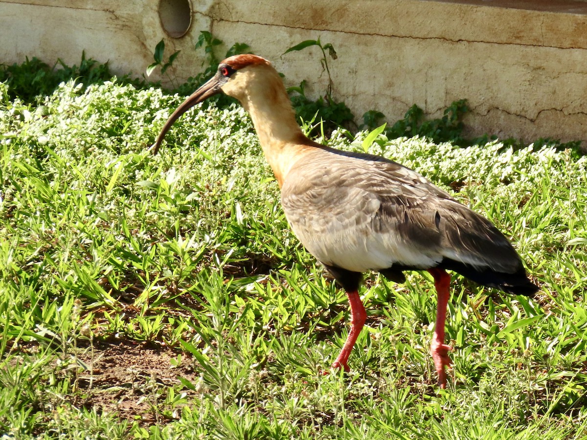 Bare-faced Ibis - ML624236722