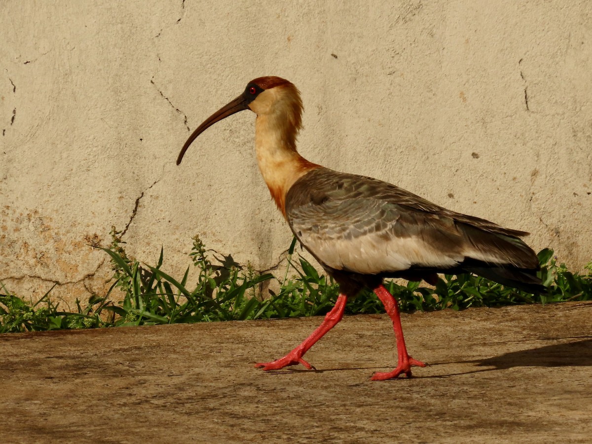 Bare-faced Ibis - ML624236723