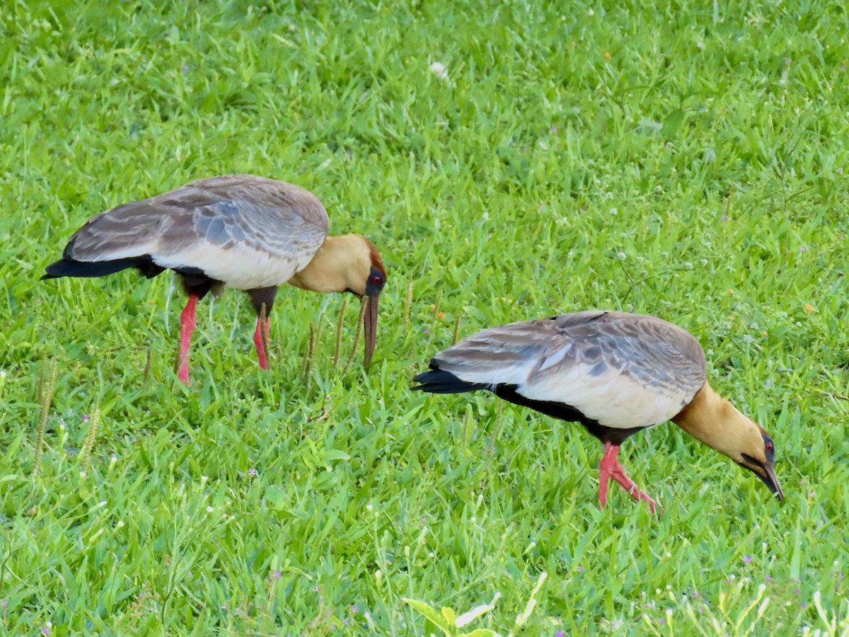 Bare-faced Ibis - ML624236724