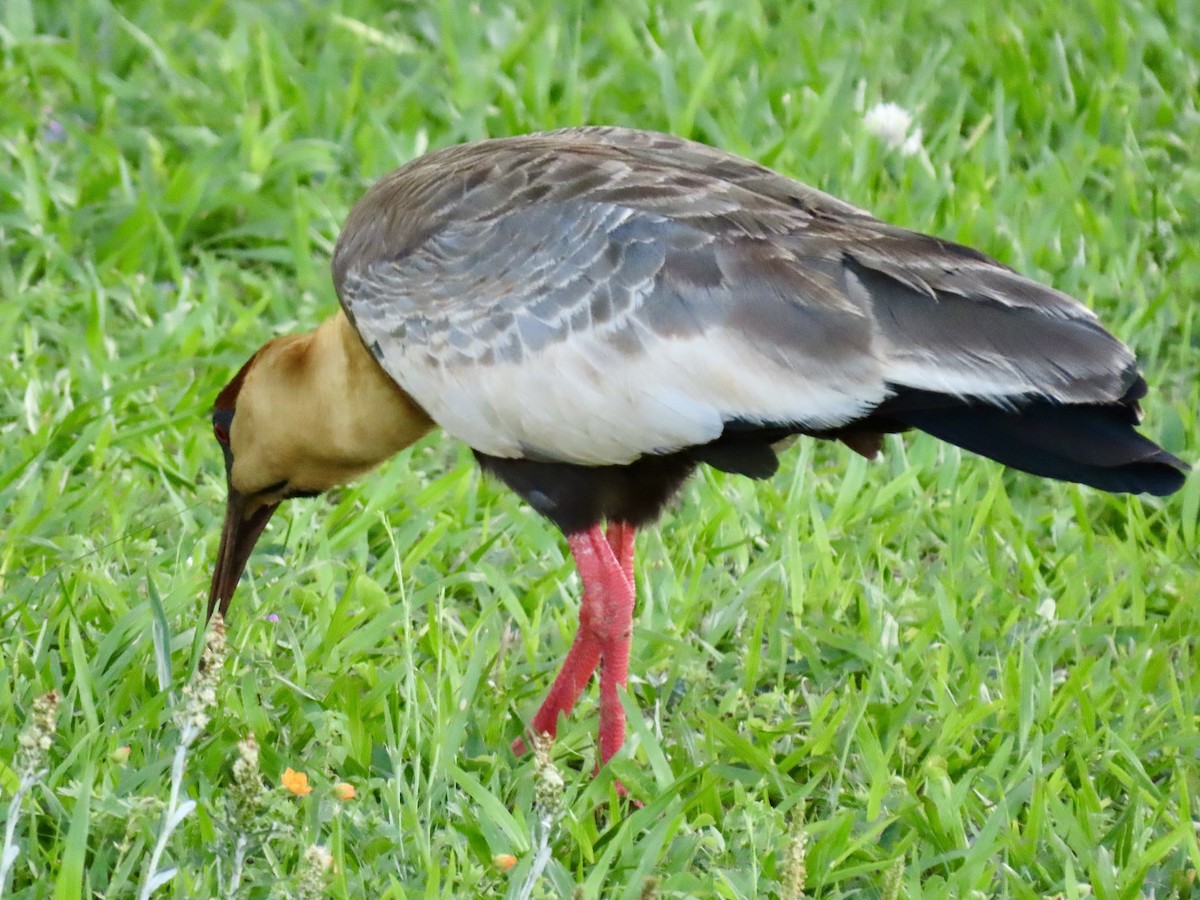 Bare-faced Ibis - ML624236725