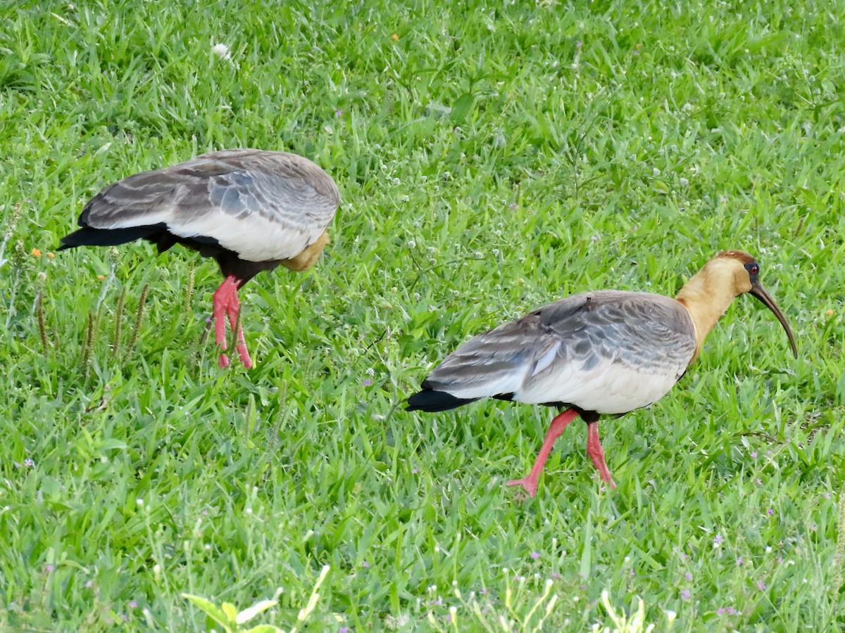 Bare-faced Ibis - ML624236726