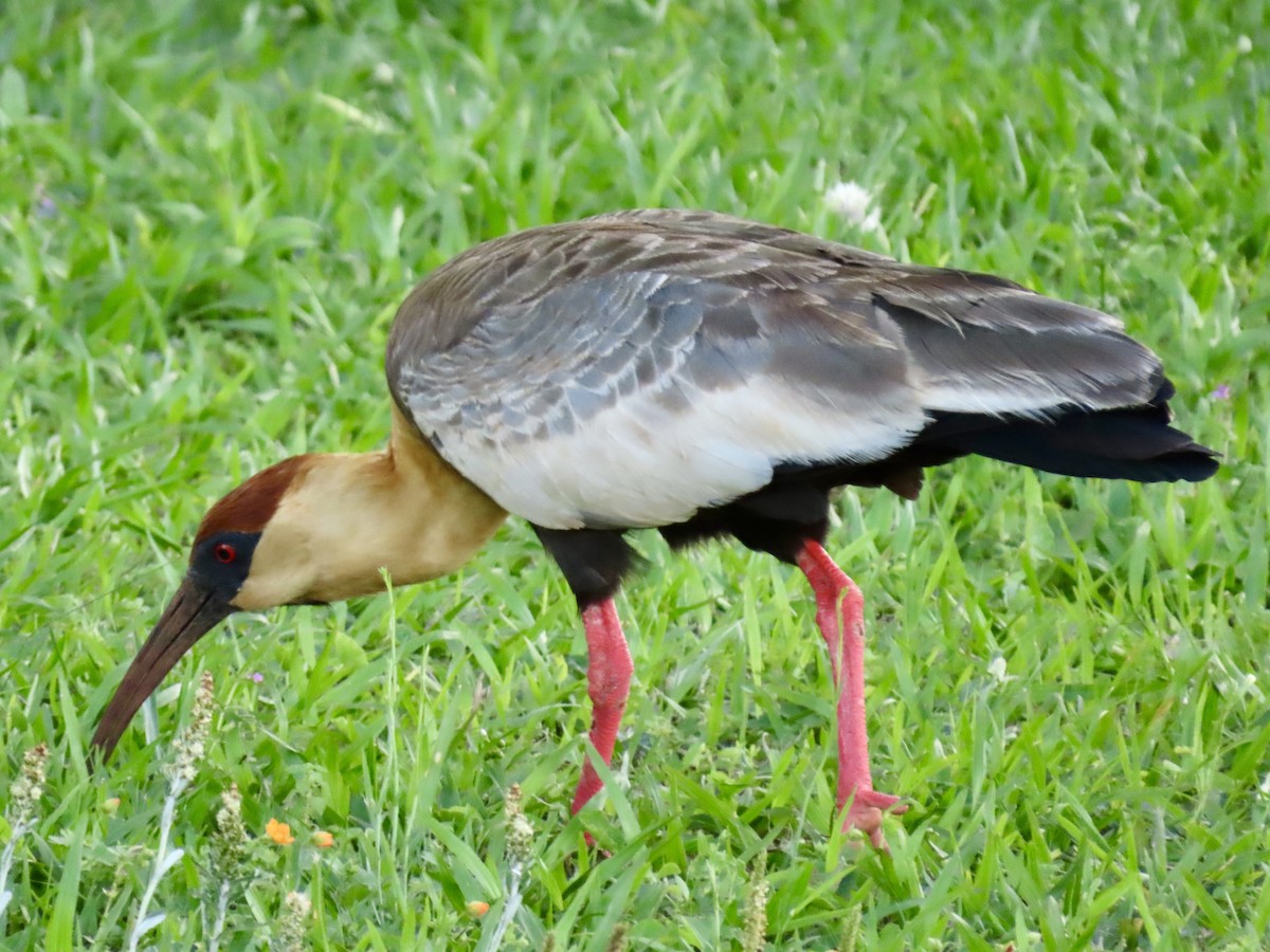 Bare-faced Ibis - ML624236727