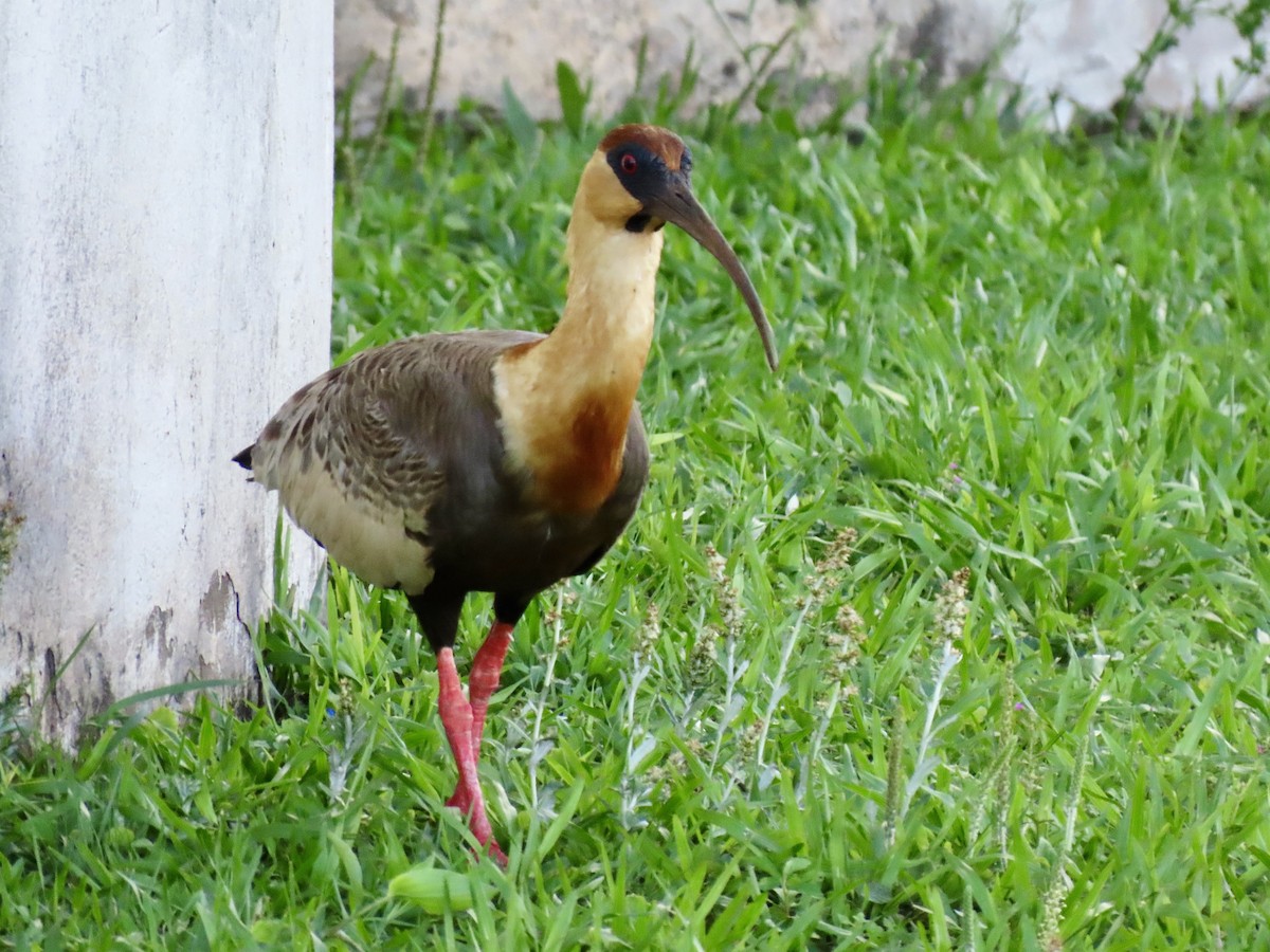 Bare-faced Ibis - ML624236729