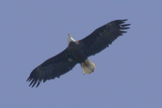 Bald Eagle - ML624236730