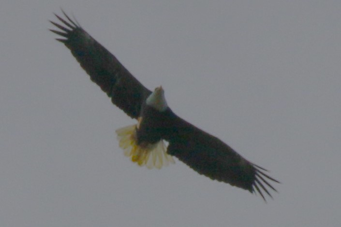 Bald Eagle - walter sliva