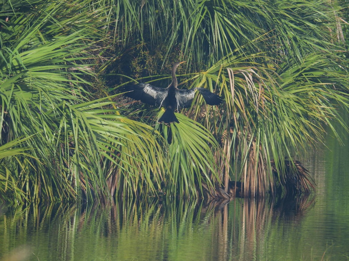 Anhinga - ML624236732