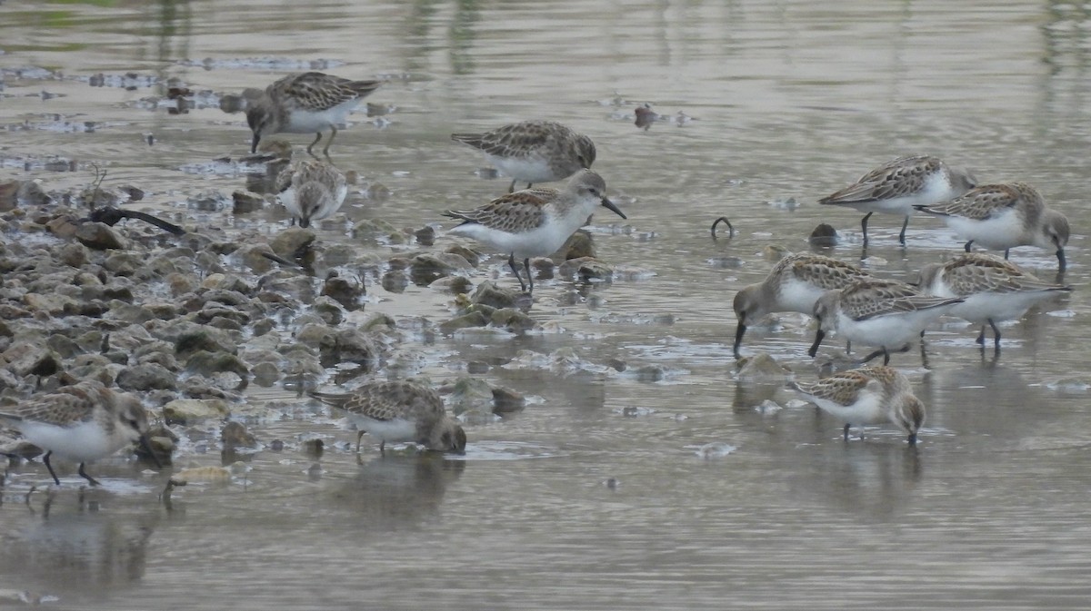 Western Sandpiper - Martha Wild