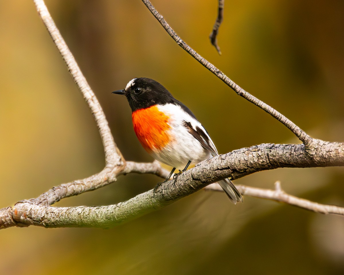 Scarlet Robin - ML624236744