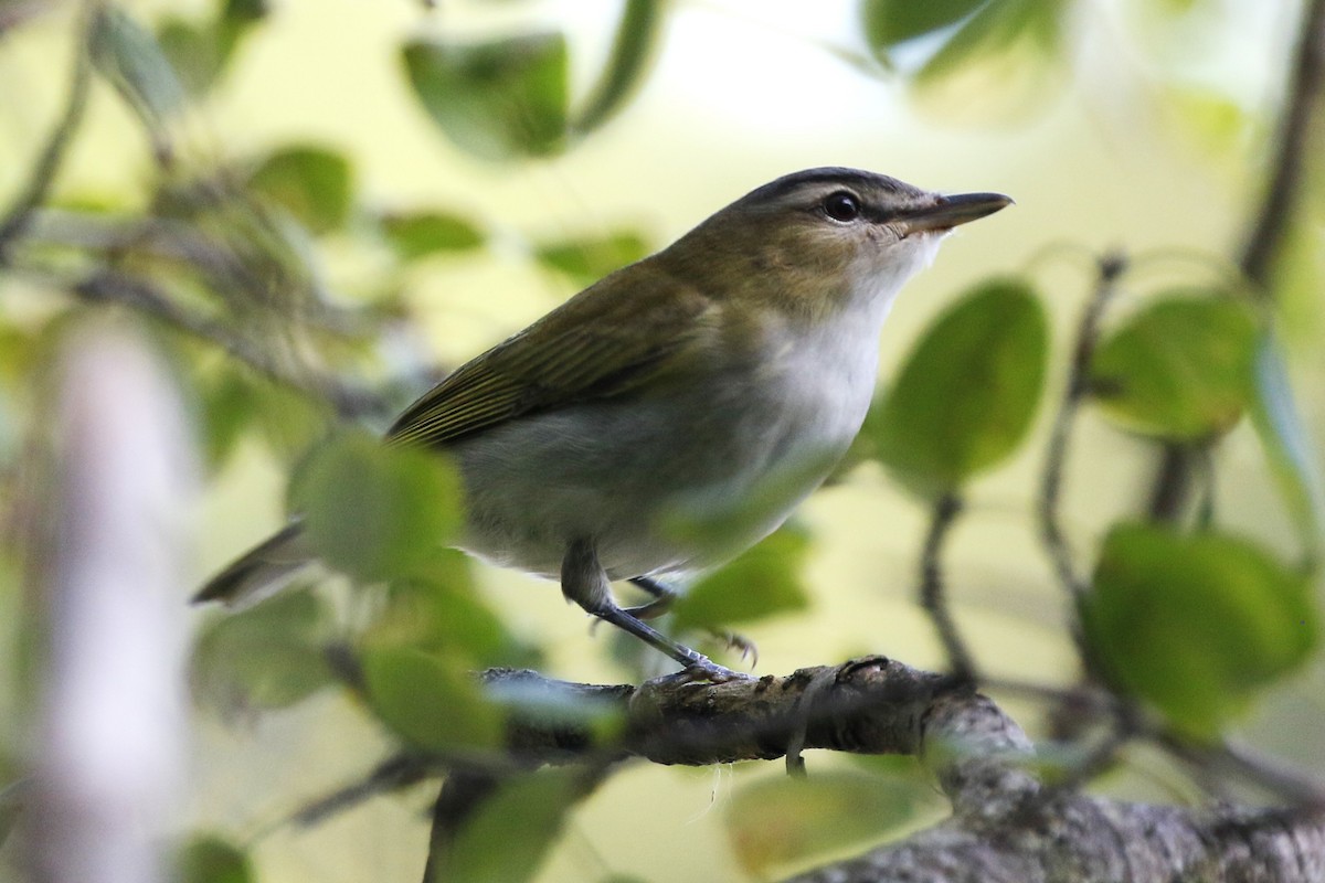 Philadelphia Vireo - ML624236745