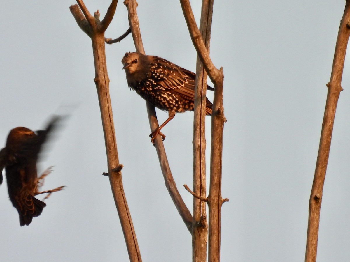 European Starling - Laurie Miraglia