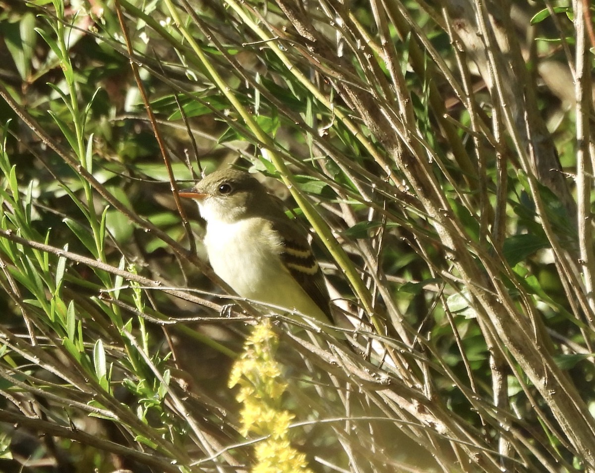 Acadian Flycatcher - ML624236755