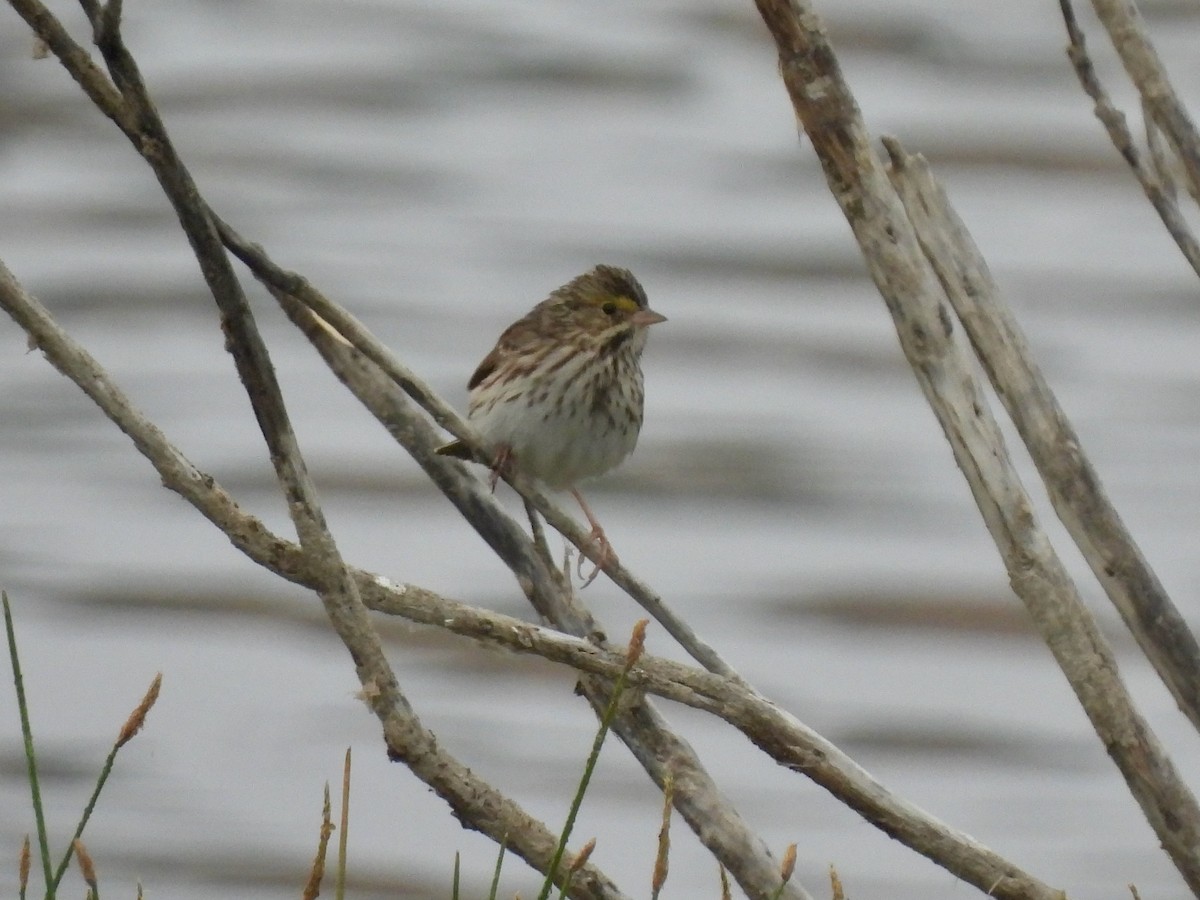 Savannah Sparrow - ML624236757