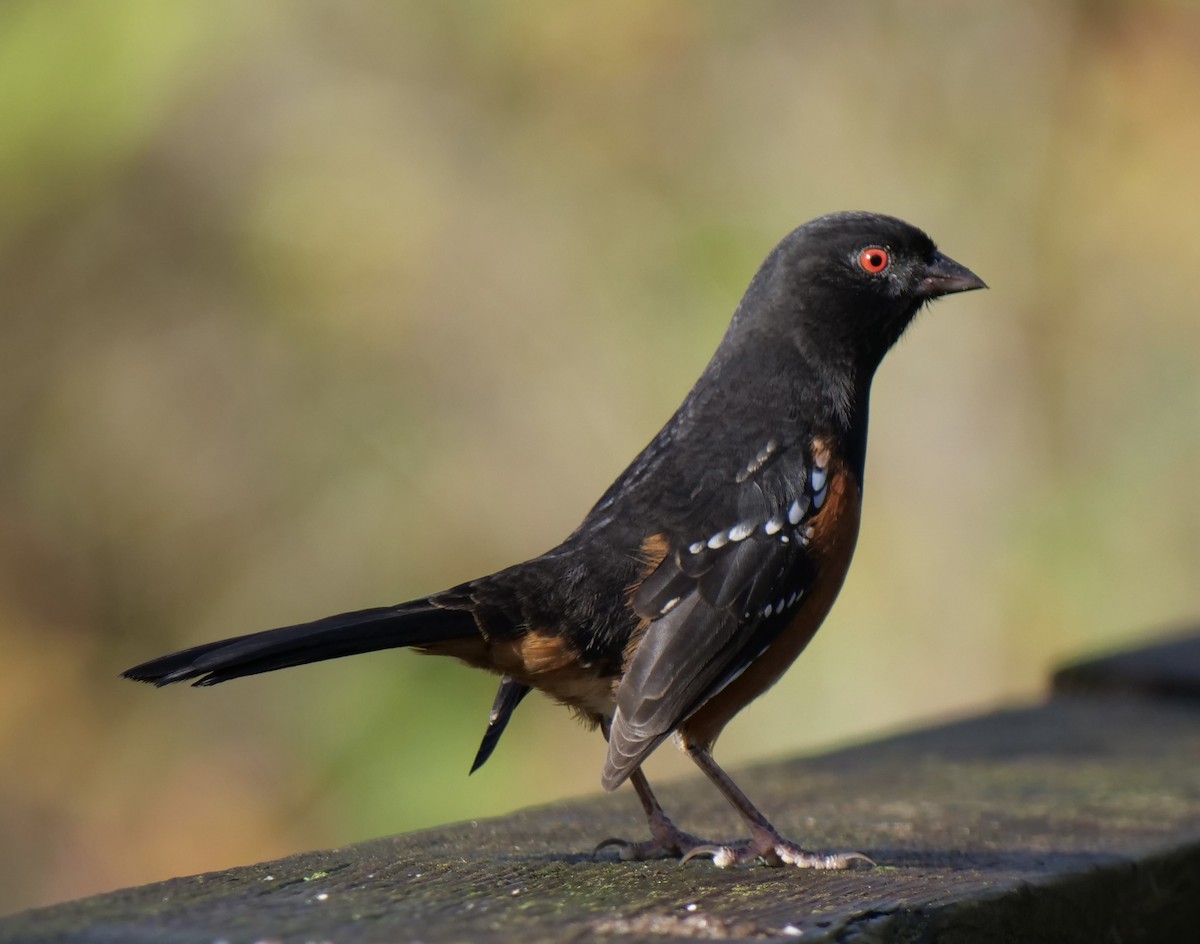 Spotted Towhee - ML624236759