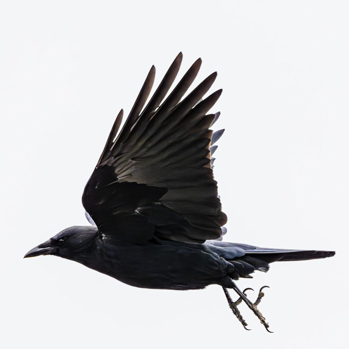 American Crow - ML624236761