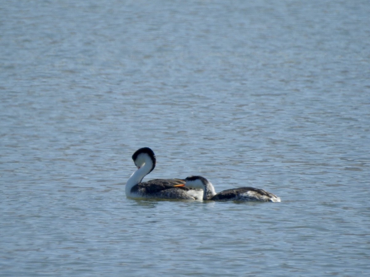 Western Grebe - ML624236764