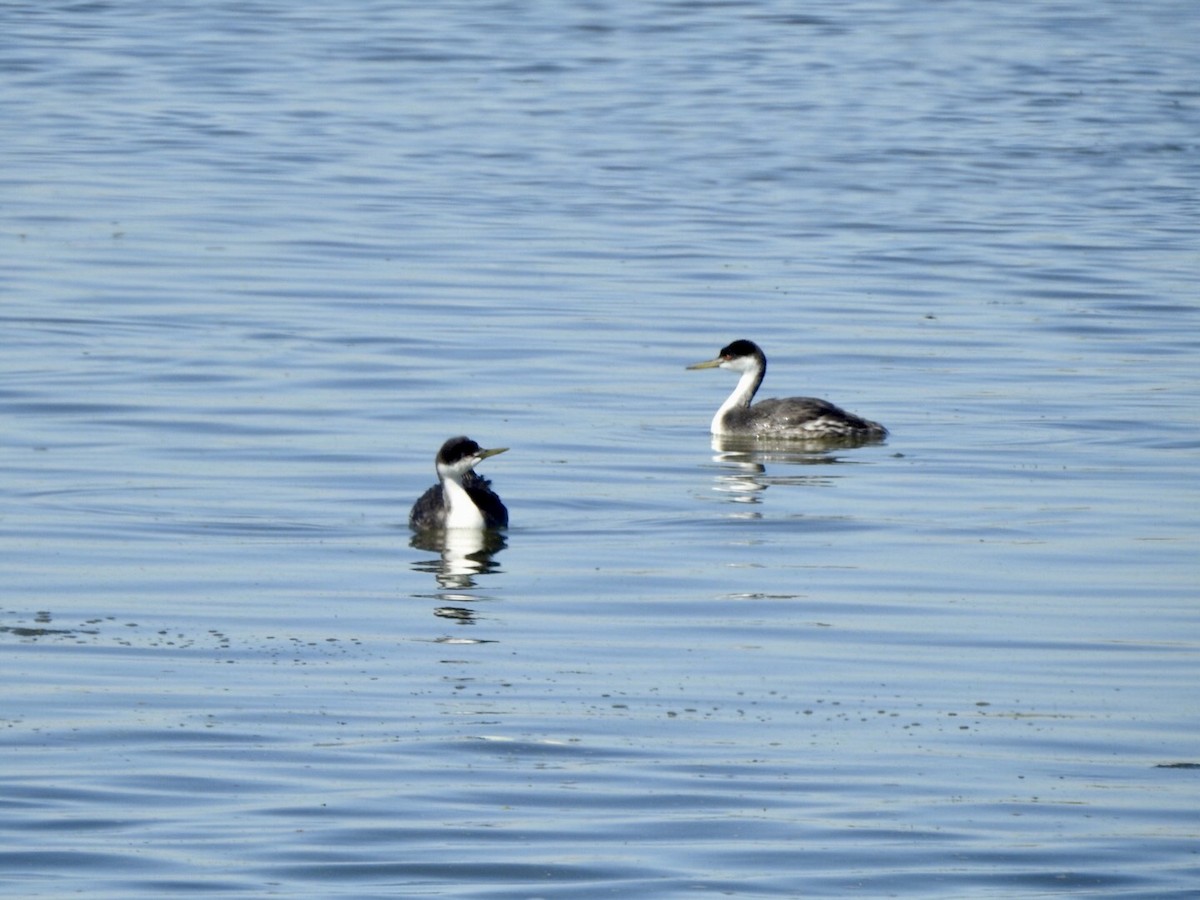 Western Grebe - ML624236765