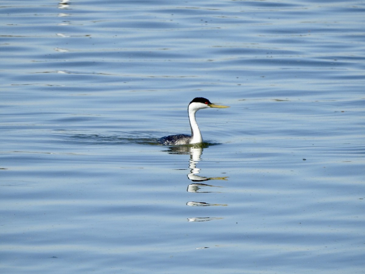 Western Grebe - Anita Hooker