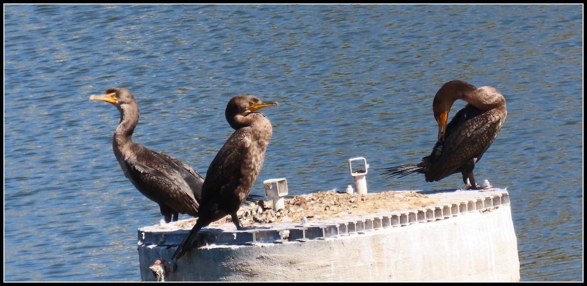 Double-crested Cormorant - ML624236788