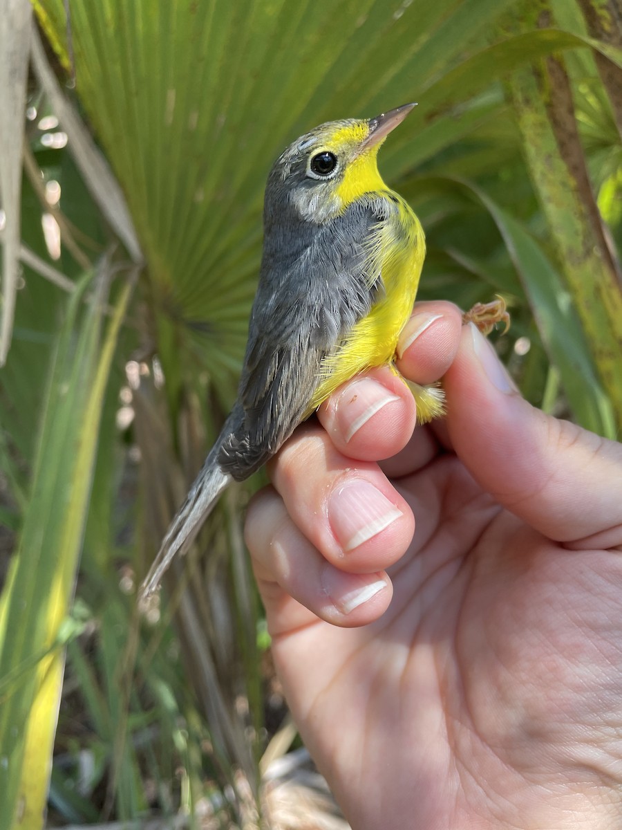 Canada Warbler - ML624236800