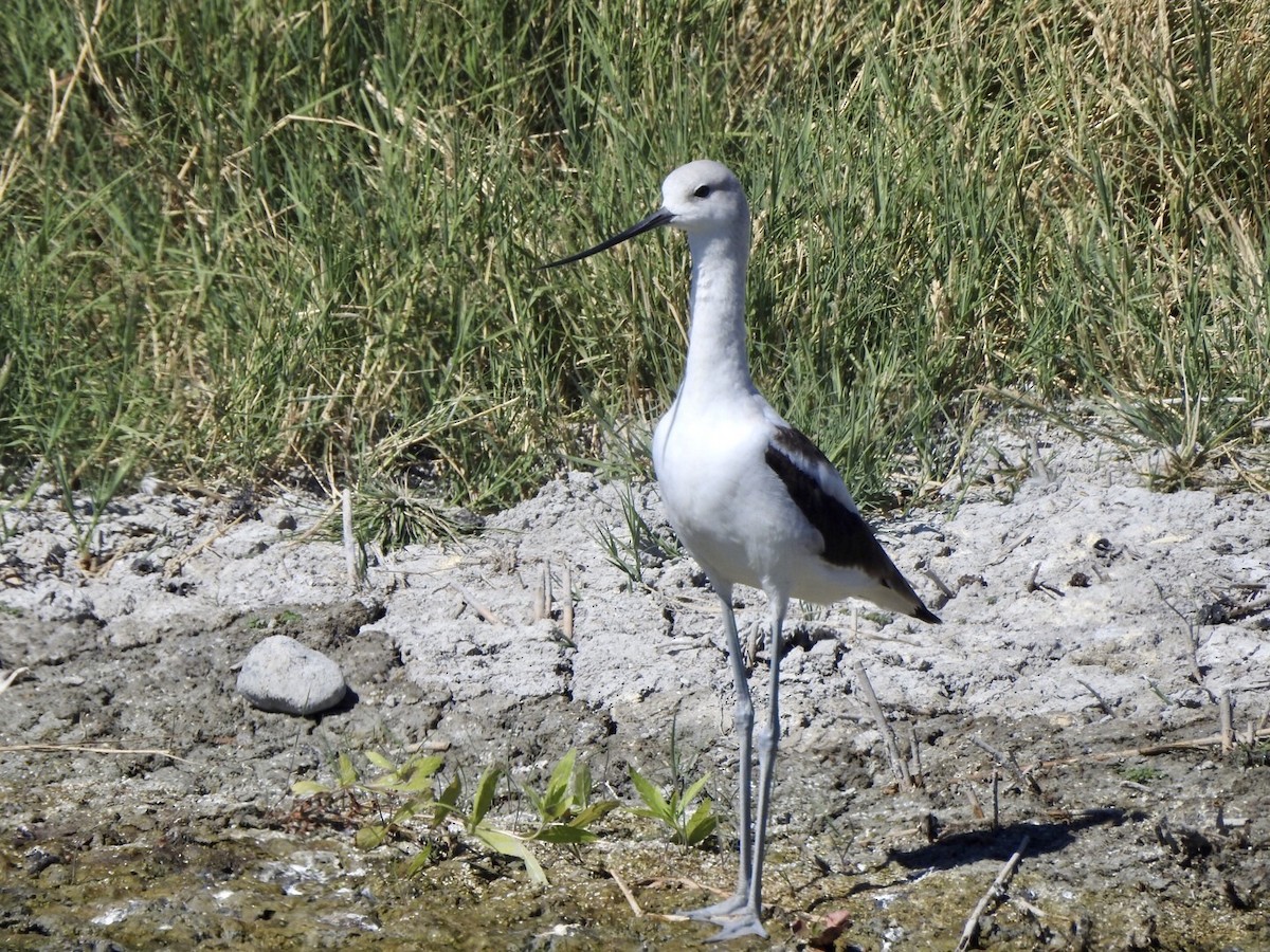 American Avocet - ML624236811