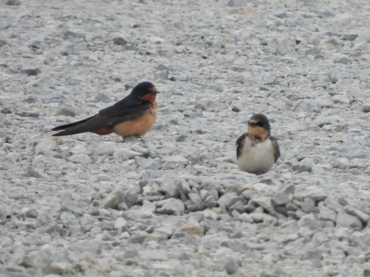 Barn Swallow - ML624236825